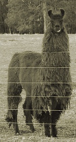 Burnbrook Lochinvar