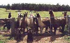 Llamas and GSPs