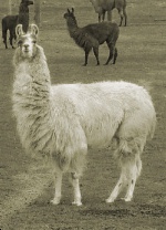 Burnbrook Xanthippe