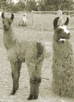 Burnbrook Ziziphus (with Dam & Sire)