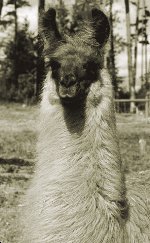 Bauernheim's Aussie Gold