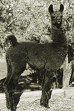 Burnbrook Zingaresca