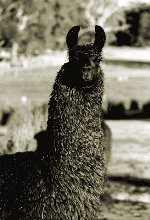 Burnbrook Ursa